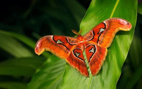 Biblical meaning of butterflies in dreams explained in simple terms for you.