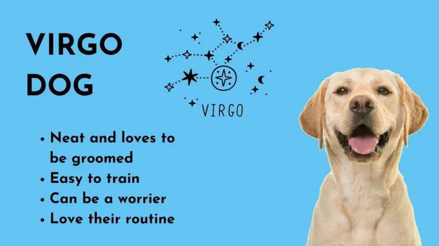 Virgo Dog Traits Explained Discover What Makes These Dogs Special