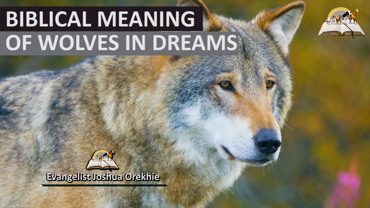 Biblical meaning of a wolf dream explained? (Symbolism and Practical Examples)