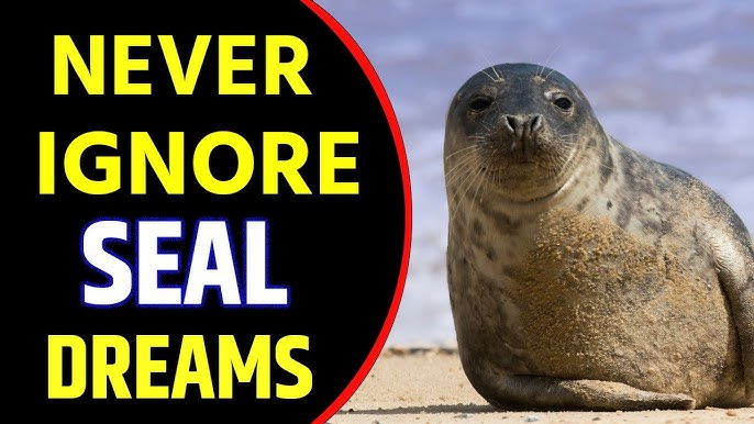 Seal Dreams Meaning Explained Why They Appear in Your Sleep