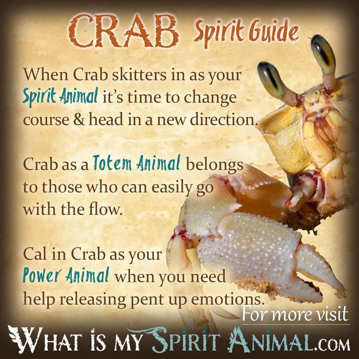 what do crabs symbolize explaining common meanings and spiritual signs