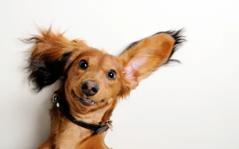 Stop worrying： what does it mean to dream with a black cat？ It is definitely not always a terrible omen!