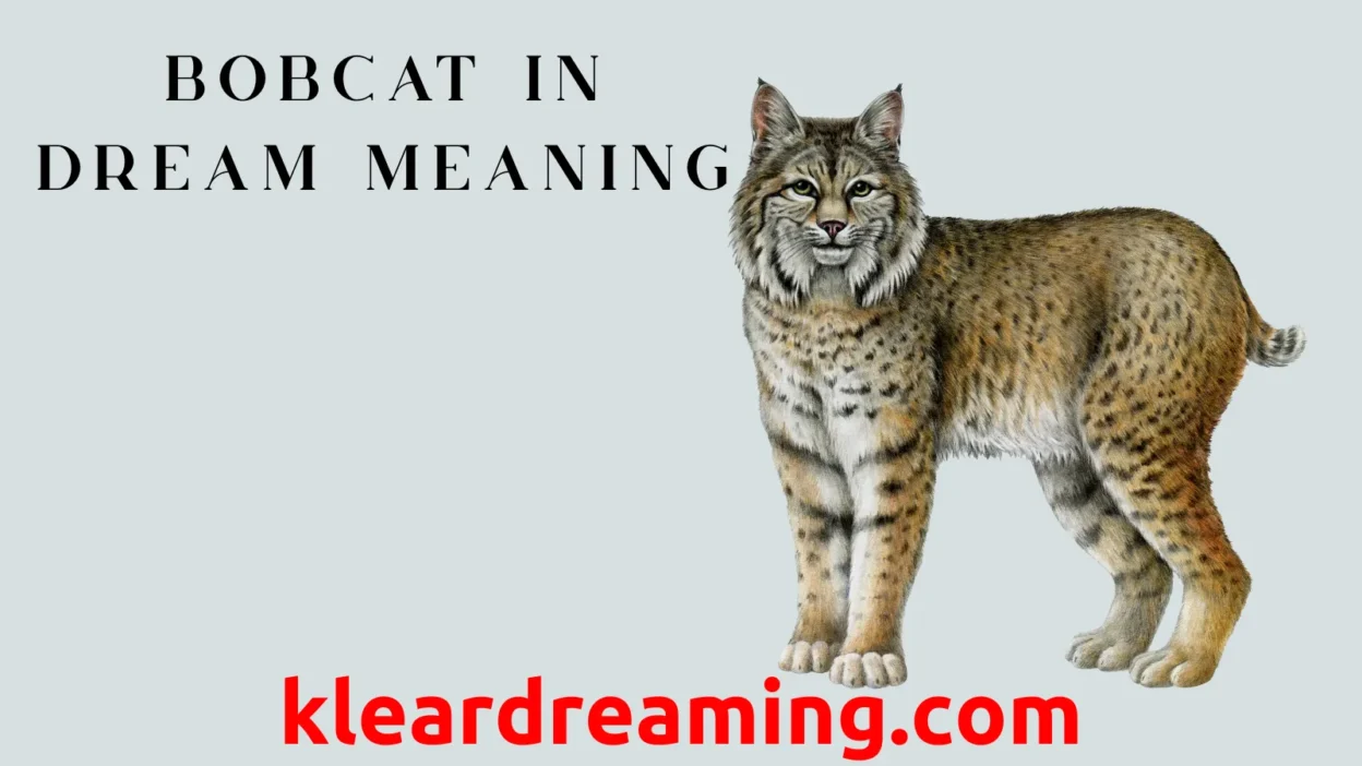 What does a bobcat attack dream mean？ 3 common theories explained