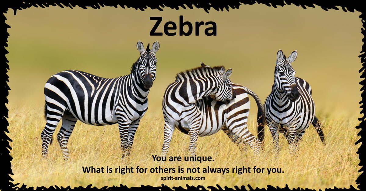 Zebra spirit animal: What messages does it bring to you?