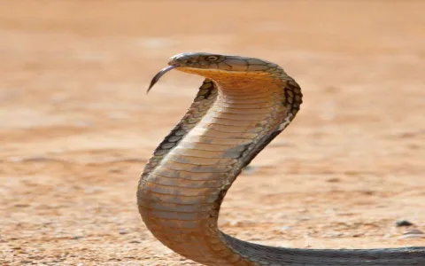 What is the symbolism of cobra？ Uncover its hidden meanings!
