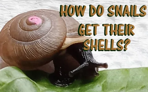 What does a snail represent in different cultures？ Find out now!