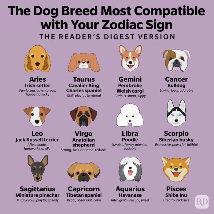 Dog Virgo personality： Is it a good match for you？