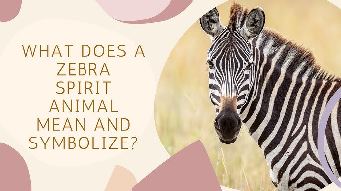 Discover the zebra spirit animal meaning and its unique messages!