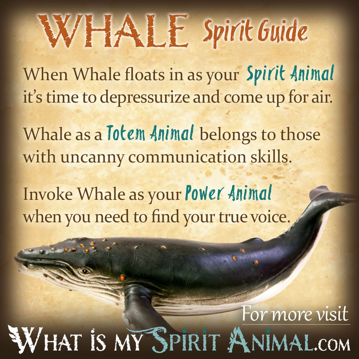 Spiritual meaning of whale in different cultures？ Explore the differences!