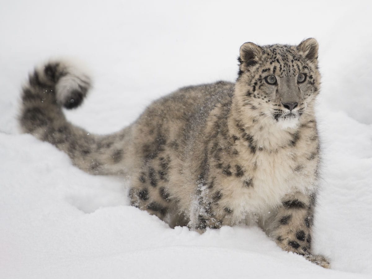 Snow leopard spiritual meaning explained： How it impacts your life!