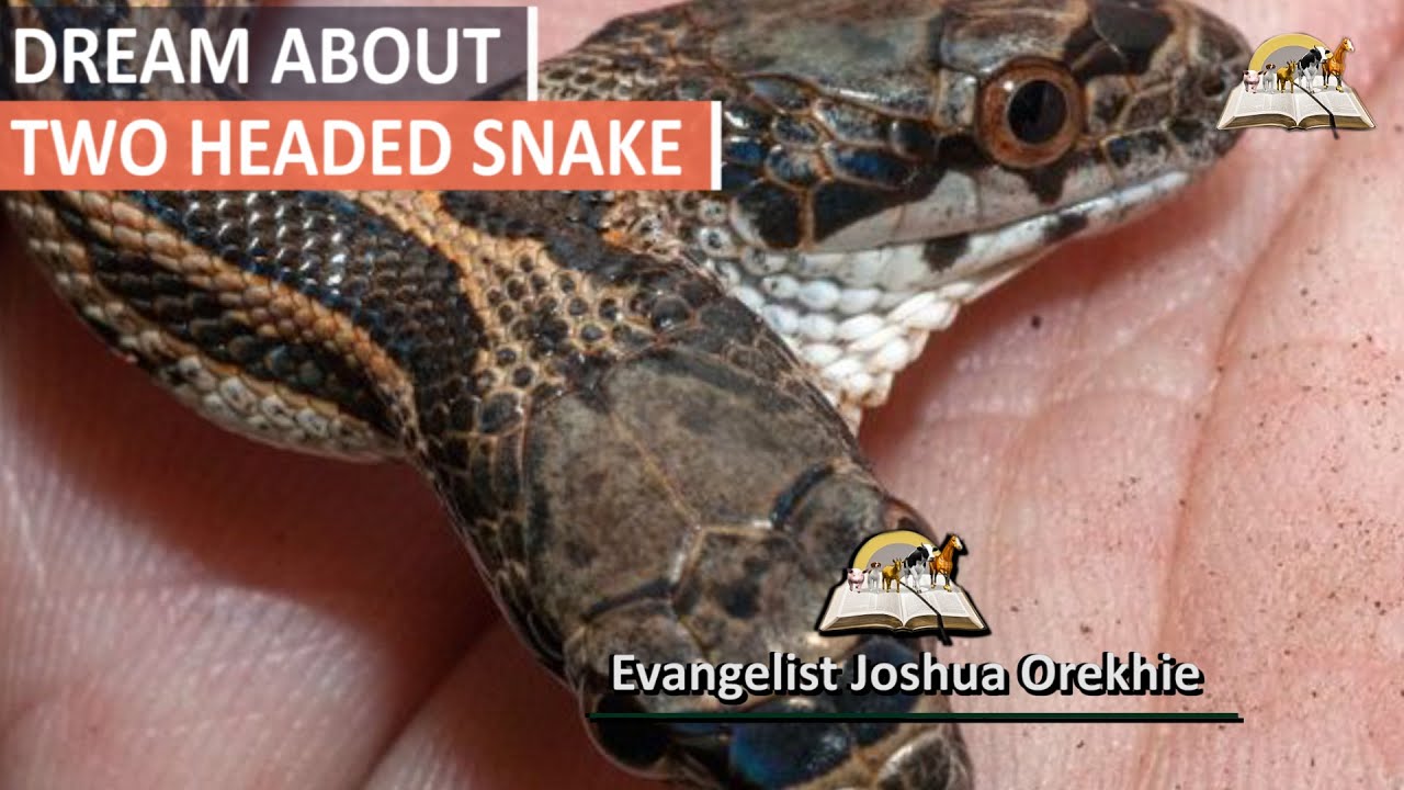 What does the 2 headed snake in the bible symbolize? Find out now!