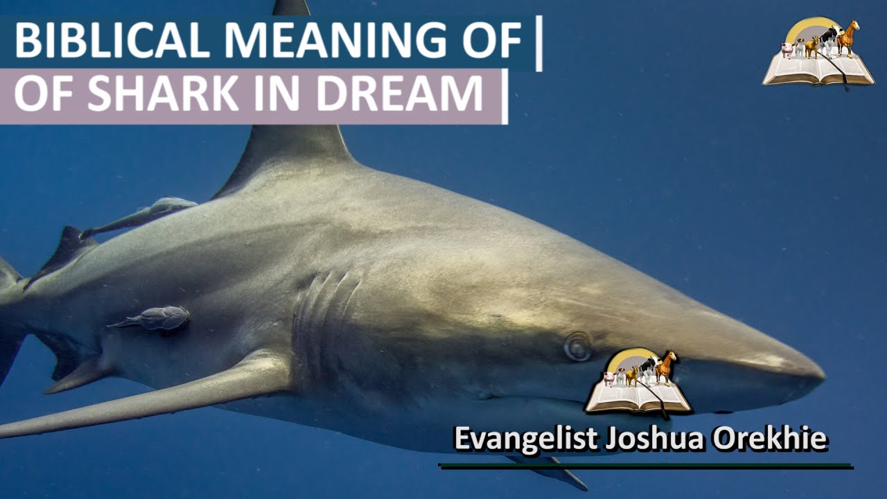 Biblical meaning of shark in dreams: Is it a warning or a sign?