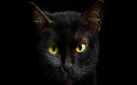 How to understand the biblical meaning of kittens in a dream？ Heres how!