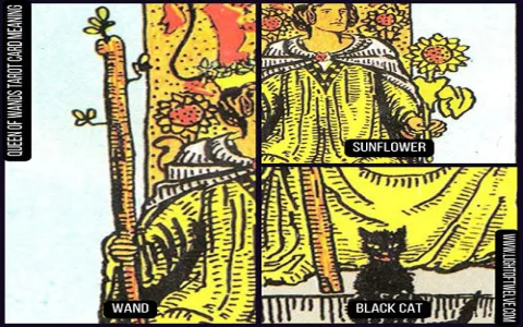 How to interpret the queen tarot card？ 5 key points to remember!