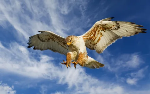 What does the sight of two hawks mean？ Find out the answers!