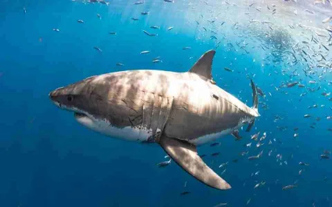 Biblical meaning of shark in dreams： Is it a warning or a sign？