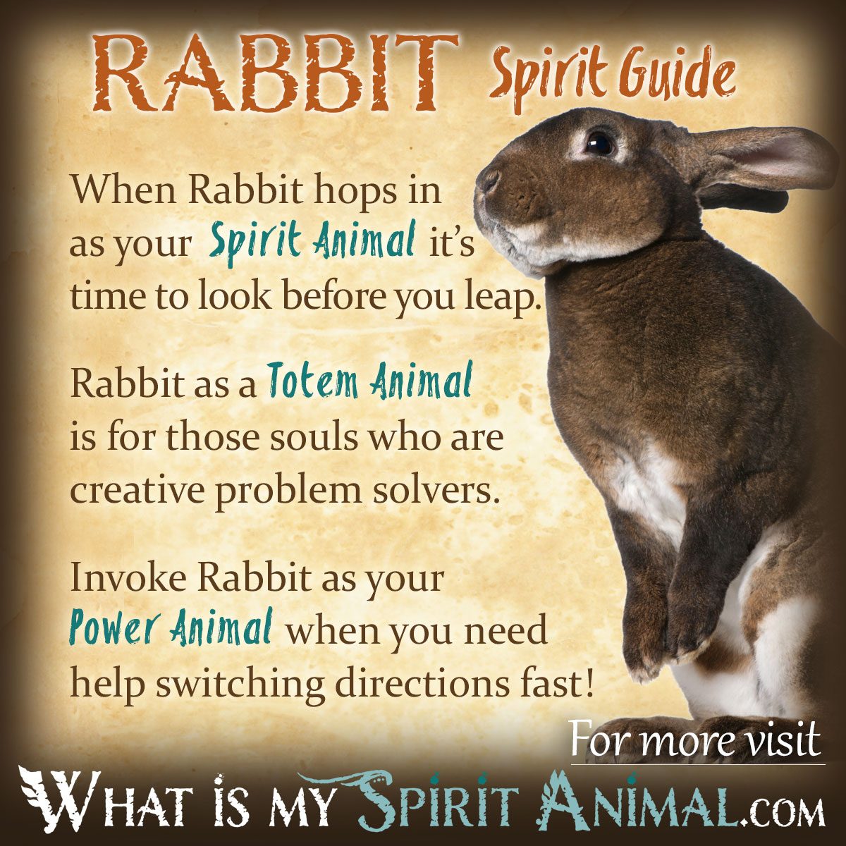 Dead rabbit spiritual meaning explained： What does it symbolize？
