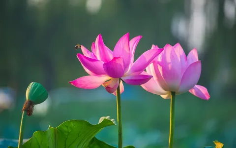 The meaning of a purple lotus flower： Learn about its cultural importance!