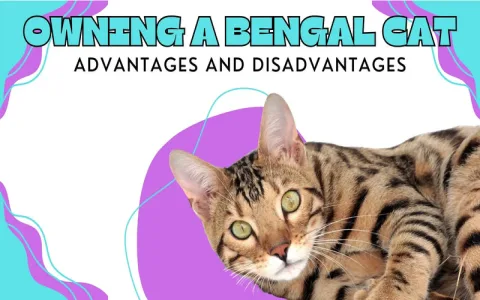 Is it worth loving Virgo？ Weigh the pros and cons here!