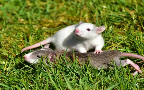 Biblical meaning of rats in a dream： Are you interpreting it right？