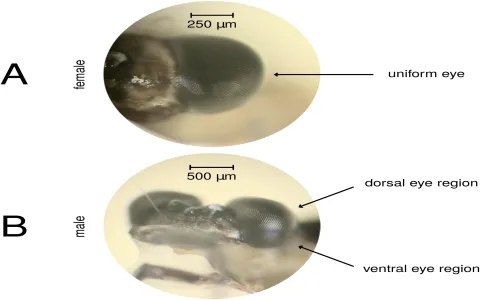 How will Virgo career develop in July 2019？ Check the analysis!