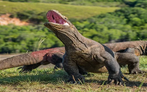 Why is komodo dragon symbolism important？ Discover its values!