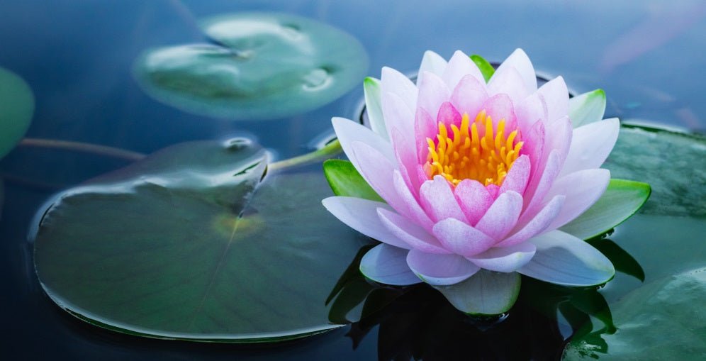 The meaning of a purple lotus flower： Learn about its cultural importance!