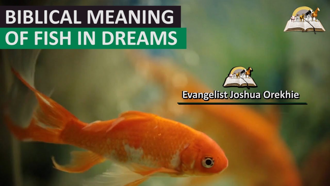 How to understand the biblical meaning of fish in a dream？ 5 key points!