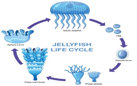 Why is jelly fish symbolism important？ 4 reasons you should know