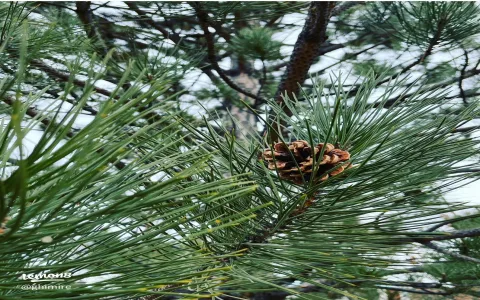 What does the pine cone symbolize in spirituality？ Expert insights revealed