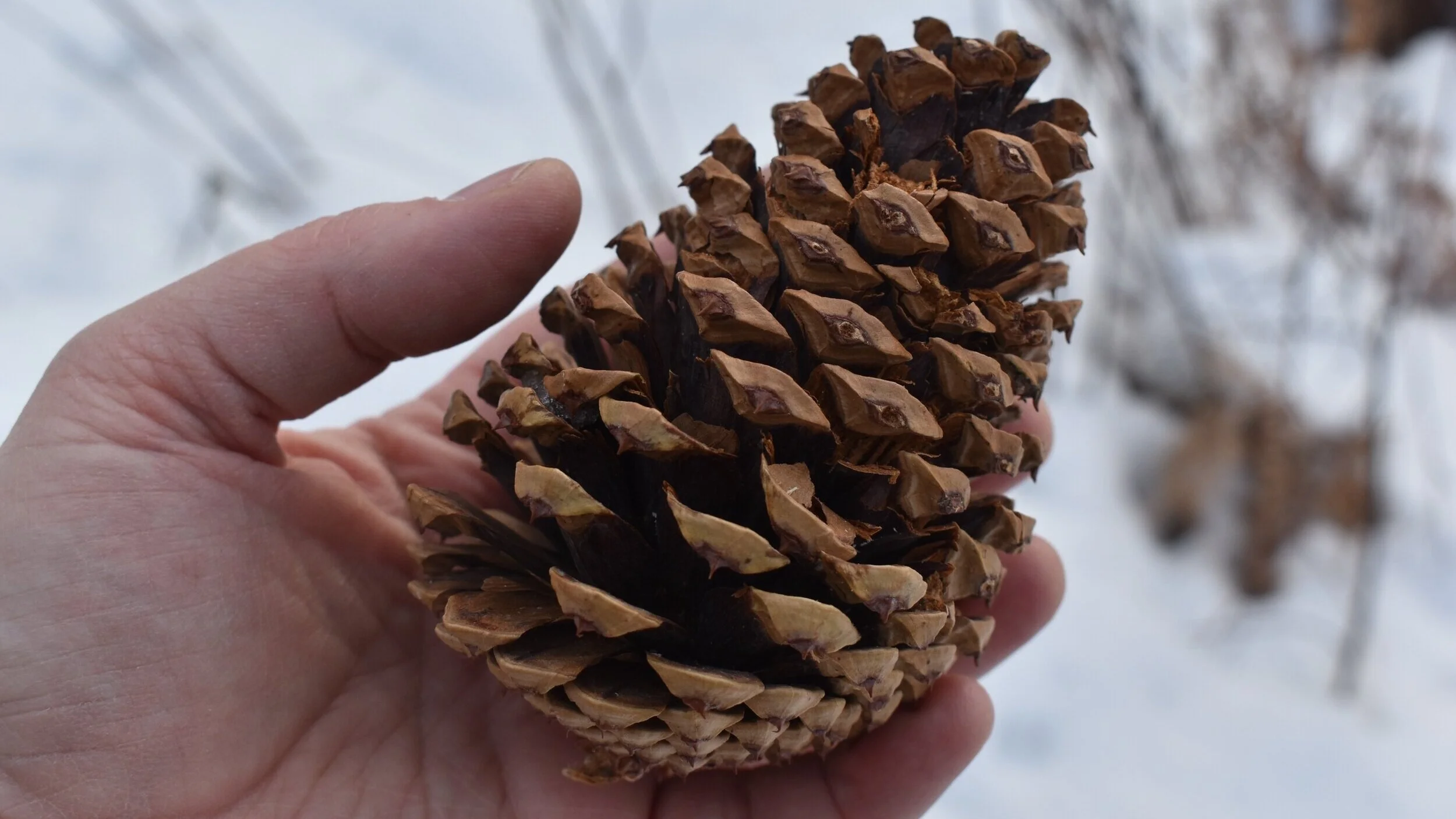 What does a pine cone symbolize in Christmas traditions？ Learn more!